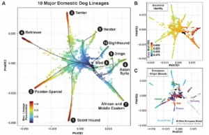 10 Major Domestic Dog Lineages