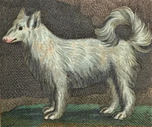 Eine Abbildung des Spitzes aus der französichen Buchausgabe Buffons von 1755, mit der französischen Bezeichnung als "Chien loup"