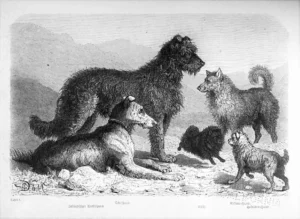 1867 Fitzinger, Dr. Leopold Joseph, Die Raçen des zahmen Hundes