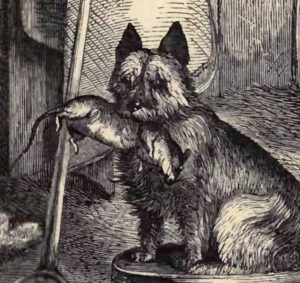 Abildung aus "The Dogs of the British Islands", 4th Ed., von J. H. Walsh, 1882