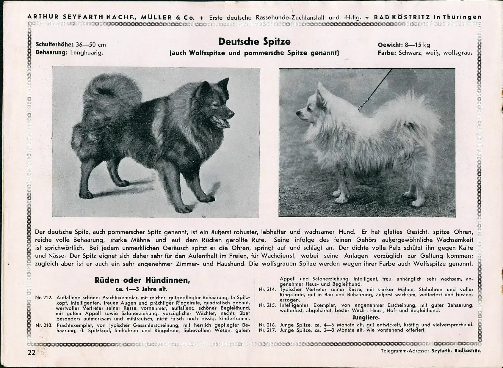 1902 Seyfarth, Arthur Nachf., Album edler Rassehunde, S. 25