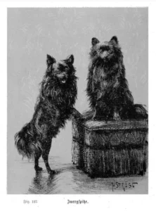 1902 Ströse, A., Unsere Hunde, Ein Lehr- und Handbuch für Züchter, Preisrichter, Dresseure und Hundefreunde, Erster Band - Form und Leben des Hundes, 342