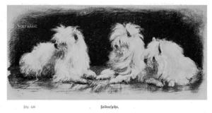 1902 Ströse, A., Unsere Hunde, Ein Lehr- und Handbuch für Züchter, Preisrichter, Dresseure und Hundefreunde, Erster Band - Form und Leben des Hundes, Seidenspitz, Foto S. 344