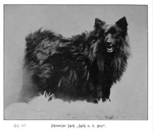 1902 Ströse, A., Unsere Hunde, Ein Lehr- und Handbuch für Züchter, Preisrichter, Dresseure und Hundefreunde, Erster Band - Form und Leben des Hundes,
schwarzer (Groß-) Spitz, Spitz v. d. Aue
Foto S. 303
