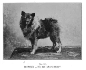 1902 Ströse, A., Unsere Hunde, Ein Lehr- und Handbuch für Züchter, Preisrichter, Dresseure und Hundefreunde, Erster Band - Form und Leben des Hundes,
Wolfsspitz
Fritz v. Scharlachberg Foto S. 305