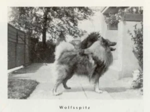 1937 aus: Der Deutsche Spitz