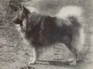 1938 aus: Alice Gatacre, The Keeshond