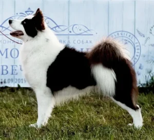 Jakutische Laika