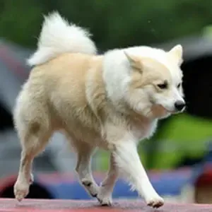 Islandspitz