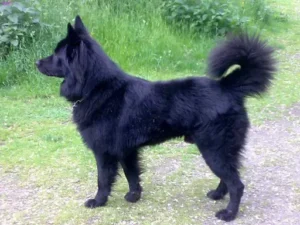 Altdeutscher schwarzer ostdeutscher Schäferhund