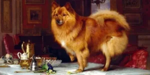 Der Spitz hat einen ,,Plan B"