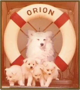 Bordspitzin Conny vom Schnellen Minensuchschiff "Orion" mit vier ihrer Welpen, 1963
