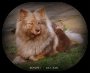 Die braungewolkte Wolfsspitzin GWENA BROWN President z Merboltic