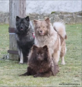 GWENA BROWN President z Merboltic mit einem graugewolkten Wolfsspitz und einem Mittelspitz