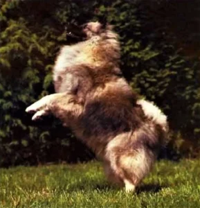Der graugewolkte Wolfsspitz Obelix mit braunem Einschlag, 1992
