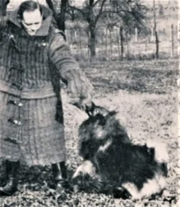 Der Wolfsspitz Arnim vom Pflänzerland bei der Mann-Arbeit zum Schutzdienst [Der Deutsche Spitz, Nr. 6 (1953), S. 26]