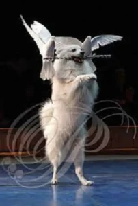 Ein Spitz im Circus Finlandia läuft auf den Hinterbeien und trägt mit der Schnauze eine Stange mit Tauben darauf