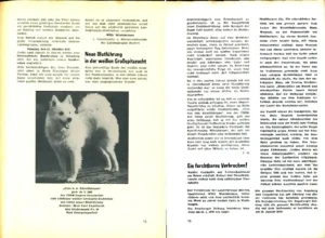Kopie des Artikels zur neuen Blutführung in der weißen Großspitzzucht aus "Der Deutsche Spitz" Nr. 55, 1970, S. 15-17