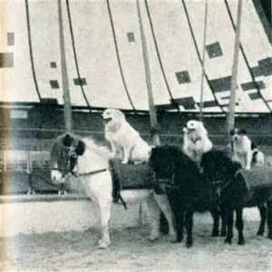 Die beiden Großspitze ,,Cella und Rigo v. Weißhorn'' reiten bei der Dressurvorführung mit Pferden im weltberühmten Schweizer Zirkus Gebr. Knie, 1957