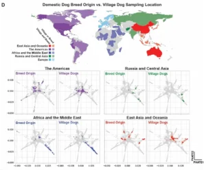 Domestic Dog Breed Origin vs. Village Dog Sampling Location
