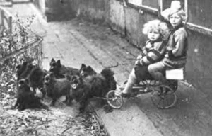 Ein Hundewagen
(Altes Foto)