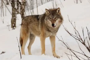 Eurasischer Wolf im Polar Zoo in Bardu, Norwegen