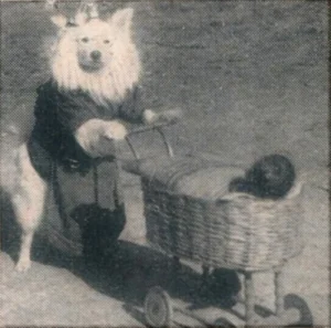 Ein Spitz im Kleidchen und Hütchen schiebt einen Kinderwagen