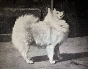 Weißer Großspitz Buby von der Bliesbrück
(ZB-Nr. 299), Bes. Ad. Weyand, Neunkirchen, Bez. Trier, 1905