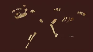 Dies sind die Funde aus einer Grablege bei Oberkassel, Stadt Bonn, die zu den ältesten Resten eines Hundes überhaupt gehören und werden bereits in das frühe Spätpaläolithikum um 12.000 v. Chr. datiert!