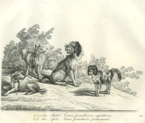 Kupferstich eines Spitzes mit drei weiteren Hunden von 1824 nach einem Original von 1768 - die Bezeichnung des Hundes als "Spitz" wurde erst sehr viel später hinzugefügt!