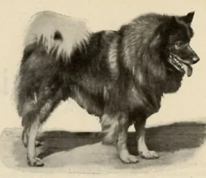Charles Kammerers Wolfsspitz Lux, gew. Feb 1893