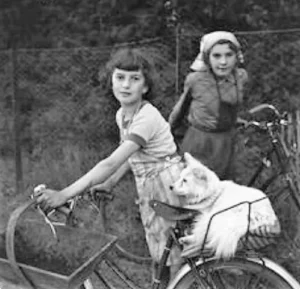 Mädchen mit Spitz im Fahrradkorb bei der Weinlese, 1957
(Foto: Peter Miller)