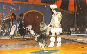 Margrit Keysser - Die mit dem Wolf tanzt - mit ihren Wolfsspitzen, Großspitzen und Samojeden im Zirkus Apoll, 