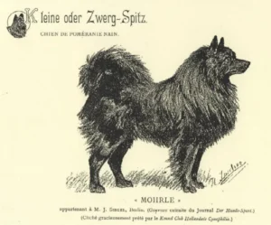 Der Hund Mohrle, den er beschreibt, ist der u. a. bei van Bylandt abgebildete und von Strebel gezeichnete.
