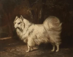Loulou of Pomeranian , ca. 1870, Maler unbekannt (Spitze können nicht nur charmant, sondern auch sehr kritisch gucken!)