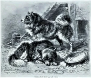 1894 Druck in Lydekker, Richard, The royal natural history, S. 517, Frederick Warne & Co., London, New York 1894