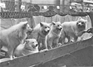 Pommersche Hütespitze bei der National Canine Defense League, London 1926