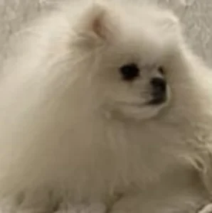 Pomeranian