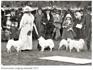 Richtung der Pomeranians in Adelaide 1917
(man beachte die Größe)