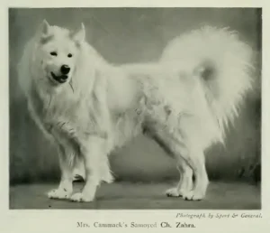 Samojedenspitz