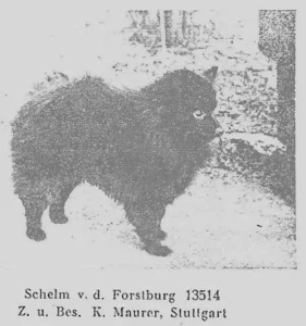 Schelm v. d. Forstburg, Zuchtbuch Nr. 19,
1938
