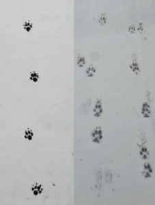 Links: Schnüren - der Hund setzt die Füße hintereinander
Rechts: Schränken - der Hund setzt die Füße nebeneinander