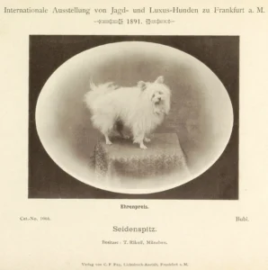 Seidenspitz Bubi, Ehrenpreis auf der Internationalen Ausstellung von Jagd- und Luxus-Hunden, Ffm.1891