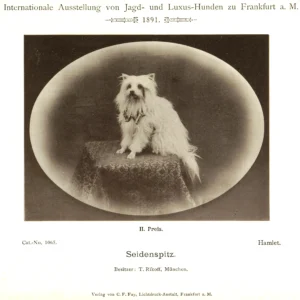 Seidenspitz Hamlet, 2. Preis auf der Internationalen Ausstellung von Jagd- und Luxus-Hunden, Ffm. 1891