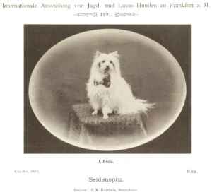 Seidenspitz Rica, 1. Preis auf der Internationalen Ausstellung von Jagd- und Luxus-Hunden, Ffm. 1891