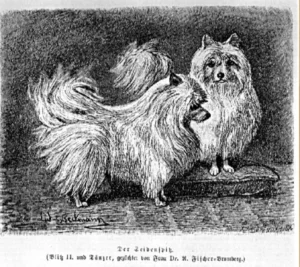 Seidenspitze Blitz II und Tänzer, Züchterin Fr. Dr. Fischer-Bromberg, aus Ludwig Beckmann,1895