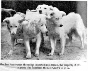 Die ersten nach England importierten Pommerschen Hütespitze auf der "Crufts", 1939 (David Hancock)