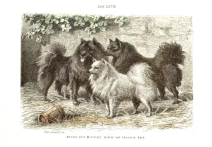 Tafel LXVII, aus Geschichte und Beschreibung der Rassen des Hundes, (Ludwig Beckmann, 1895