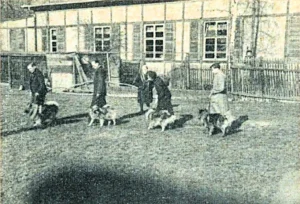 Die Wolfsspitz-Züchter in der DDR beim Führen der Hunde während des Abrichtens ("Der Deutsche Spitz" Nr. 19, 1958)