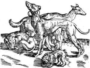Von den Hunden - Eine Abbildung verschiedener Hunde aus dem Buch von Counrad Gessner (1583)
